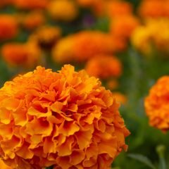Lots of beautiful orange flowers in the garden on blurred background. Mexican, Aztec or African marigold (Tagetes erecta).