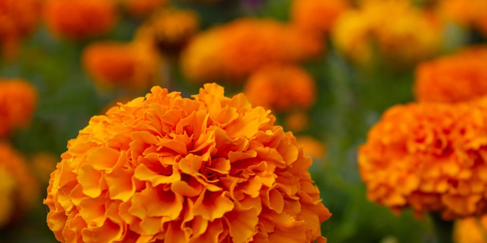 Lots of beautiful orange flowers in the garden on blurred background. Mexican, Aztec or African marigold (Tagetes erecta).