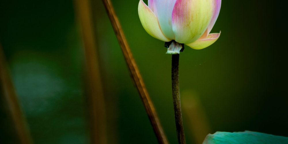 pink-lotus-flower-2023-11-27-05-15-21-utc
